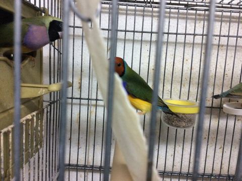 couple de gould 80 31390 Carbonne