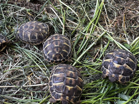 tortues de terre grecque 0 83500 La seyne-sur-mer