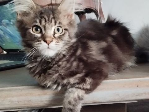 Maine Coon loof 900 56140 Tréal