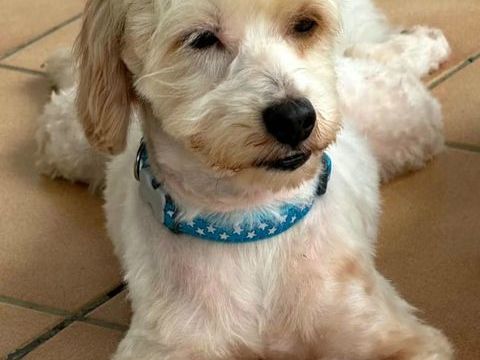 ✨️ QORMI ✨️ 🐶 350 94170 Le perreux-sur-marne