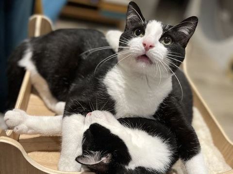 Darry Cowl et son frère Looping Chats calmes,Câlins 0 45250 Briare