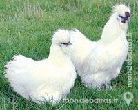 jardinerie  Montjean, 49