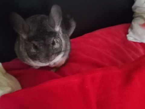 Chinchilla 100 31100 Toulouse