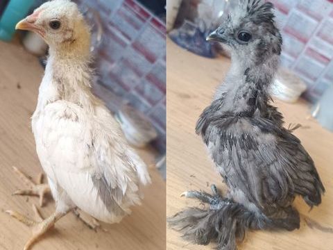 2 poussins 1 silkie 1 araucana 16 71360 pinac