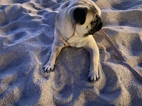 Carlin de 15 mois 1000 06400 Cannes