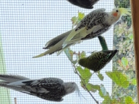 Calopsitte 80 34500 Bziers