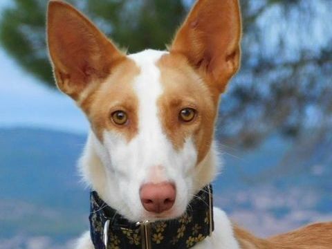 VALERIA&#129655; Je cherche enfin ma famille et j'espère que c'est toi 315 24140 Douville