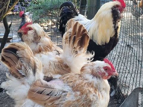 Poule, coq  de différentes races 20 59290 Wasquehal