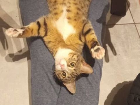 Chat WHISPER &agrave; l adoption 180 07500 Guilherand-granges