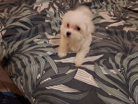 Magnifiques chiots bichons maltais 1000 74490 Saint-jeoire