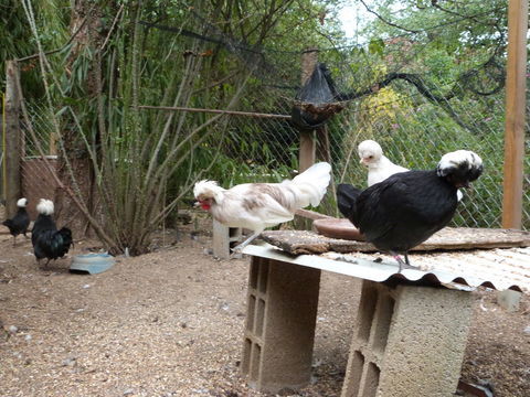 poule + coq hollandais 25 12300 Saint-santin