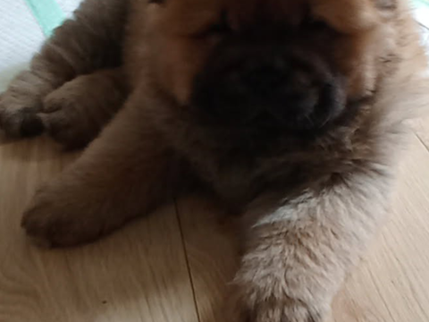 Adorables Chiots Chow-Chow   1900 22530 Caurel