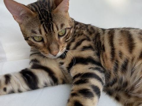 Chat BENGAL 1 an 1/2 600 17180 Prigny