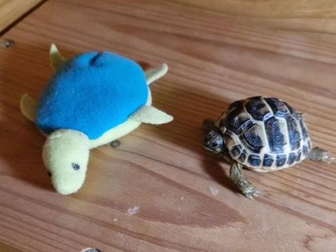 BB TORTUES 50 34570 Vailhauqu�s