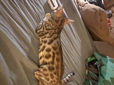 : chaton Bengal 1100 94000 Créteil