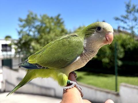 Tr&egrave;s Belle Conure Souris EAM TR&Egrave;S BIEN APPRIVOISER Bagu&eacute;26 290 94450 Limeil-brévannes