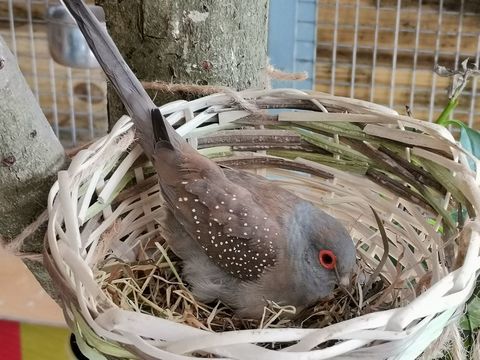 Colombes diamant 8 85300 Challans