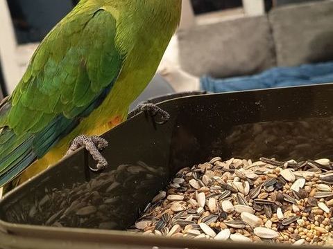 Perruche barraband 150 02210 Coincy