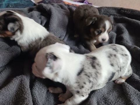 Chihuahas merle 700 35400 Saint-malo