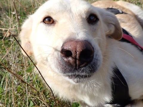 Hyperion à l'adoption 300 44000 Nantes