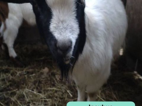 Incubus, bouc nain &agrave; adopter 50 44170 Abbaretz