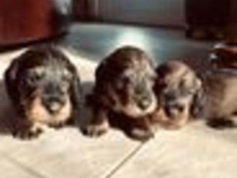   Magnifiques chiots Teckel poil dur standard 