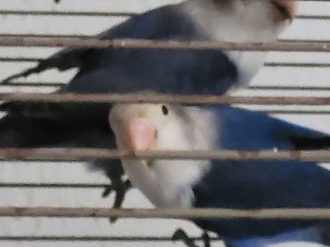 couple personata 90 83600 Fr�jus