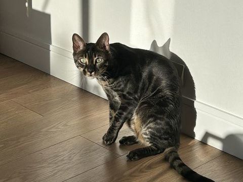 Chat bengal 500 94300 Vincennes