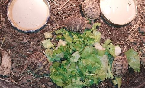 Tortue herman 2024 50 34000 Montpellier