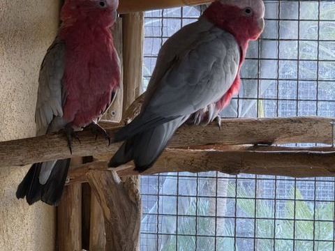 Couple Cacato&egrave;s 1500 83440 Tanneron