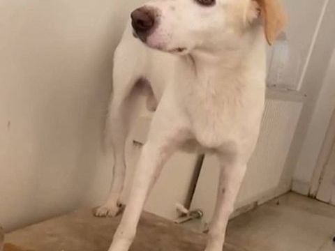 Léo 300 28000 Chartres