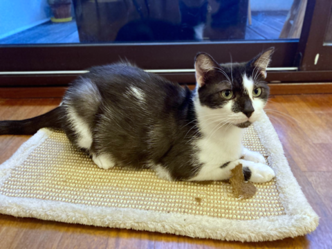 Telenn 200 44000 Nantes