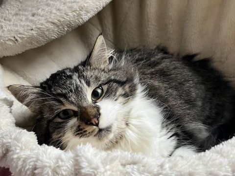 Shinji 220 44000 Nantes