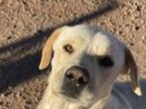 LAYA 300 95610 �ragny