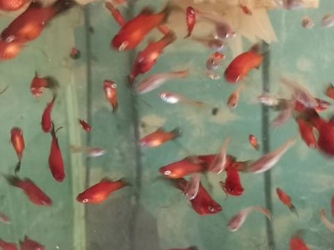 ferme discus barbin 2 97490 Sainte-clotilde