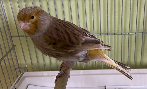 Canari 15 56140 Malestroit