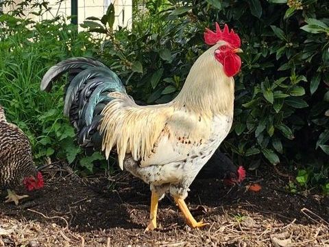 don coq 0 86800 Lavoux