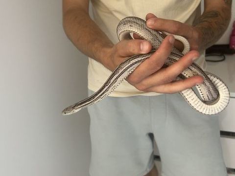 couleuvre des bl&eacute;s femelle phase Tessera avec terrarium 230 62260 Cauchy-à-la-tour