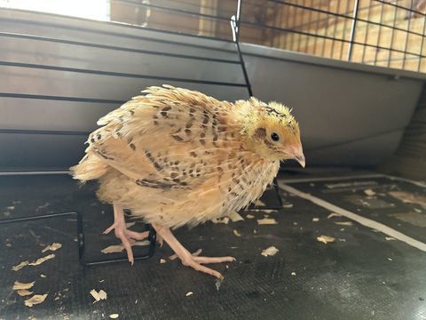 Cailletaux du japon de 4 semaine 2 27940 Aubevoye