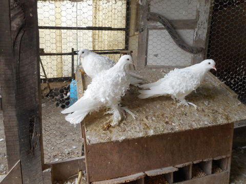 Pigeons fris&eacute;s 60 50140 Bion