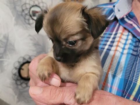 chiots chihuahua à poils longs 980 57220 Bisten-en-lorraine