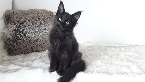 ALICE CHATON MAINE COON FEMELLE DISPO DE SUITE 1300 57340 Baronville