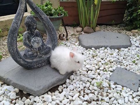  Lapin Teddy Angora blanc aux yeux bleus 50 83200 Le revest-les-eaux