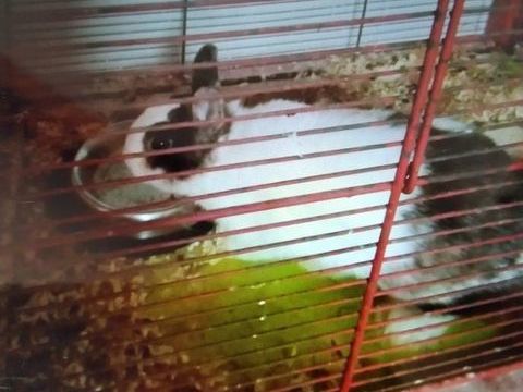 Lapin nain 10 62180 Verton