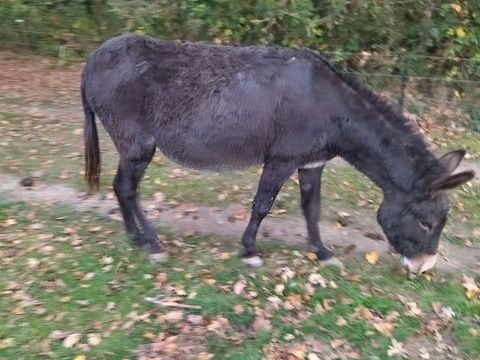 2 &acirc;nesses
600 35135 Chantepie