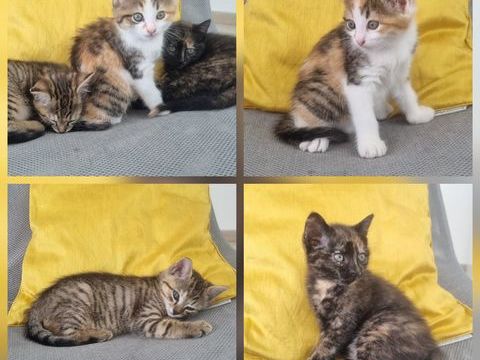 Don chatons 0 49124 Le plessis-grammoire
