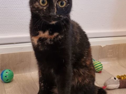 &Agrave; l'adoption jeune chatte ou chaton ado de 7 mois st&eacute;rilis&eacute;e 0 89520 Saint-sauveur-en-puisaye