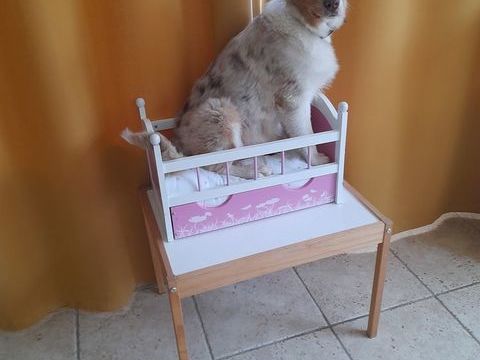 BERGER AUSTRALIEN ROUGE  MERLE 500 83500 La seyne-sur-mer