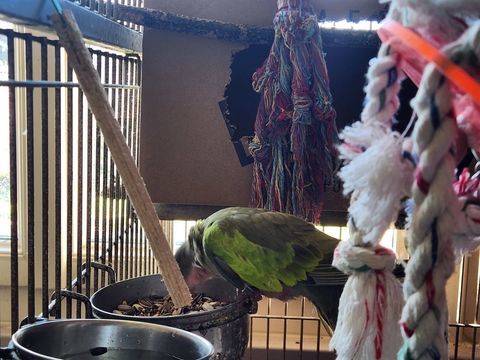 femelle princesse de galles 150 09160 Prat-bonrepaux