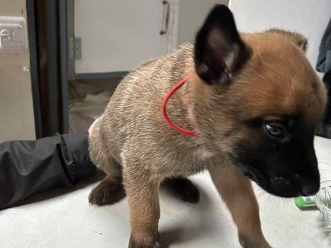 chiots berger belge malinois lof 800 59940 Estaires